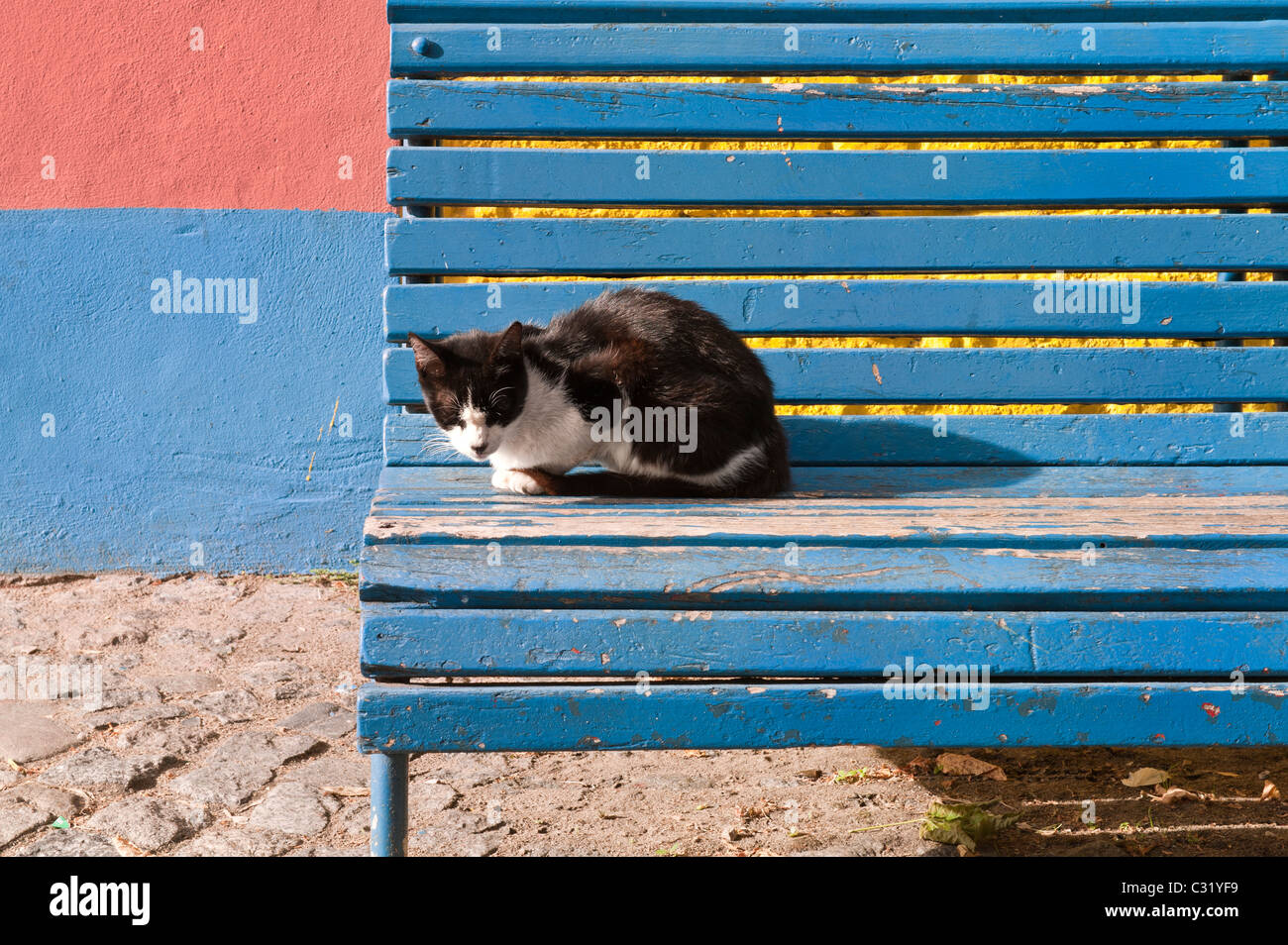 Gatto su un banco, El Caminito, La Boca distretto, Buenos Aires, Argentina Foto Stock