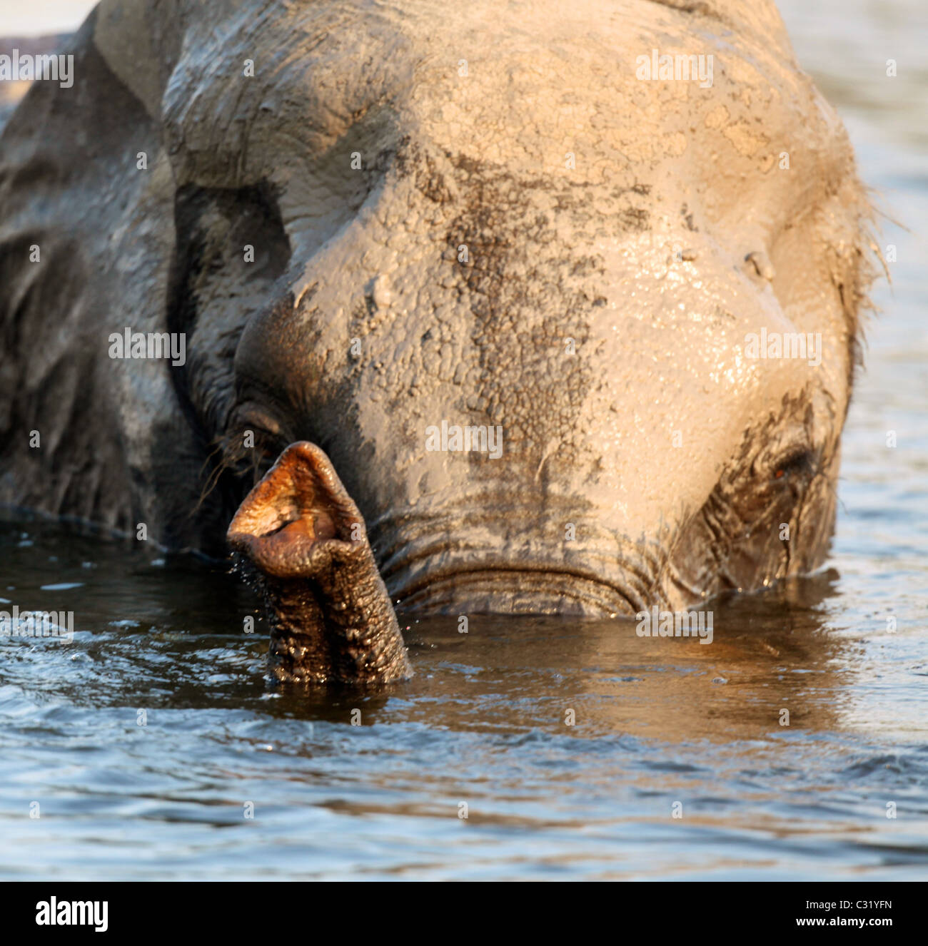 Elephant nuotare nel fiume Chobe, Botswana Foto Stock