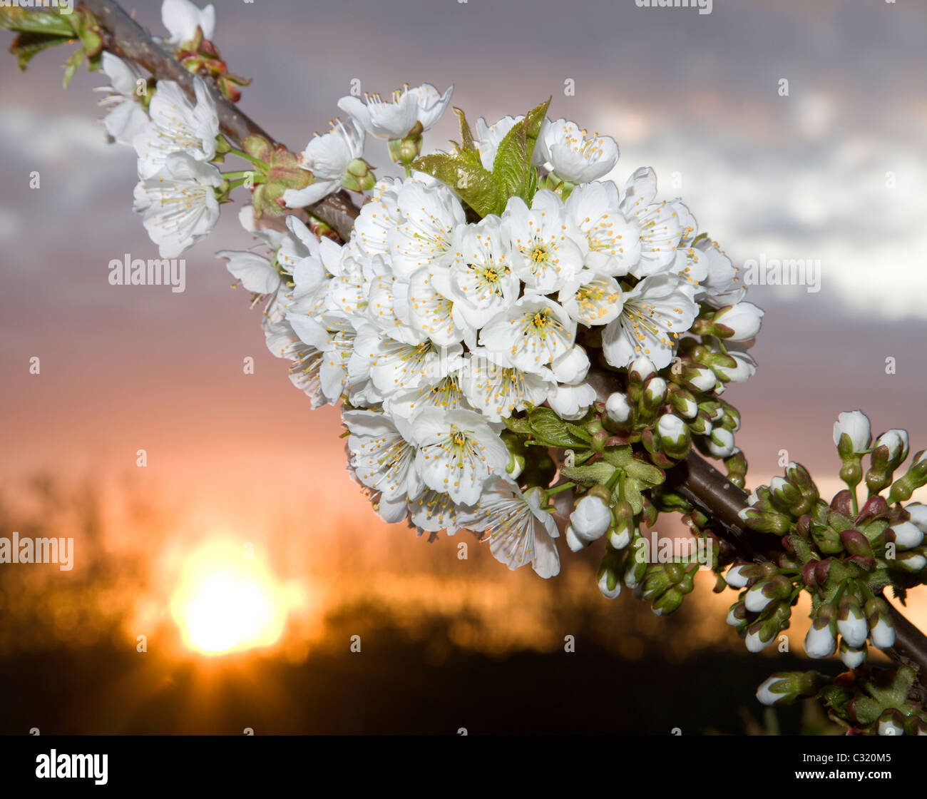 Ciliegio fiori dal tramonto Foto Stock