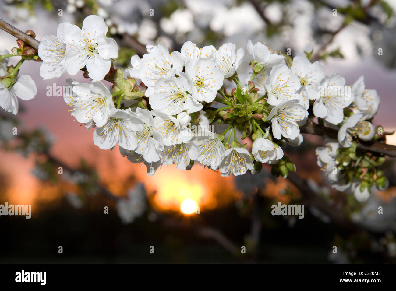 Ciliegio fiori dal tramonto Foto Stock