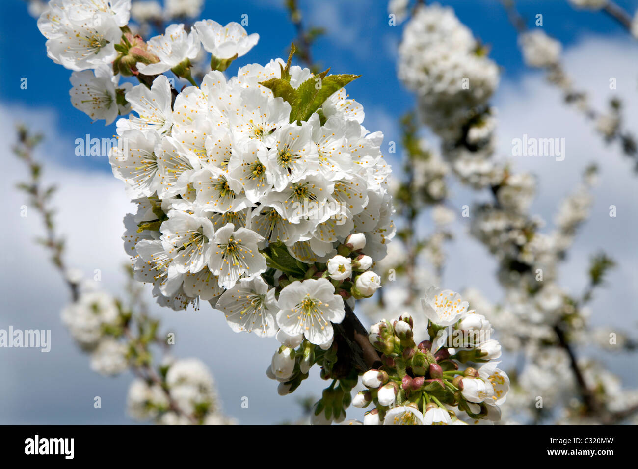 Ciliegio fiori Foto Stock