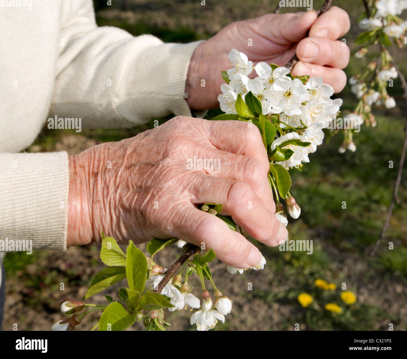 Le mani della donna anziana e ciliegio fiori - molla Foto Stock