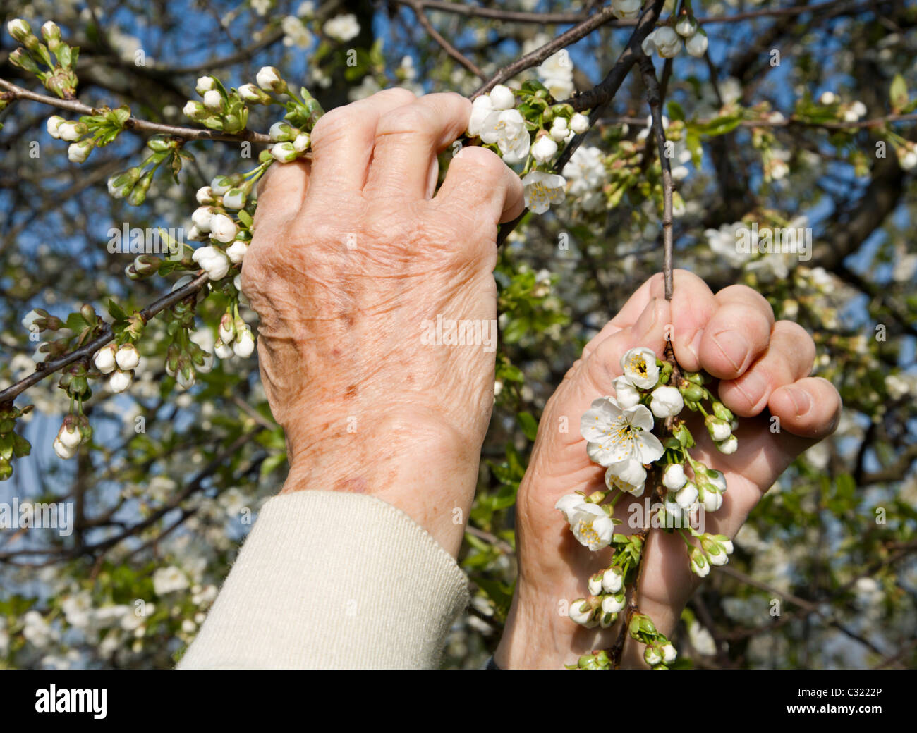 Le mani della donna anziana e ciliegio fiori - molla Foto Stock