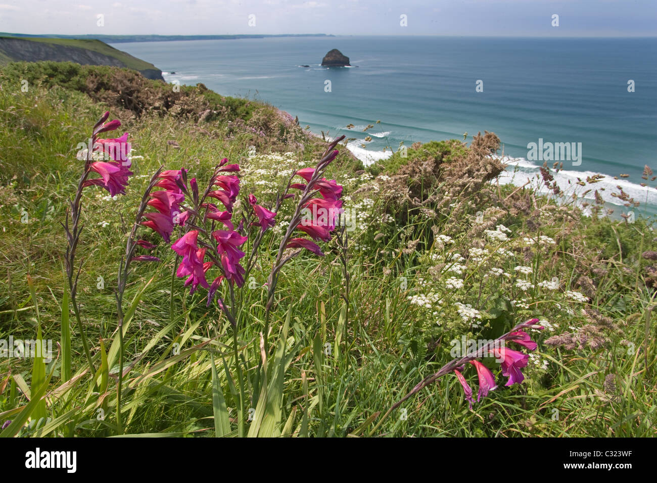 Wild Gladiolus Gladiolus illyricus Tintagel Cornwall Regno Unito Giugno Foto Stock
