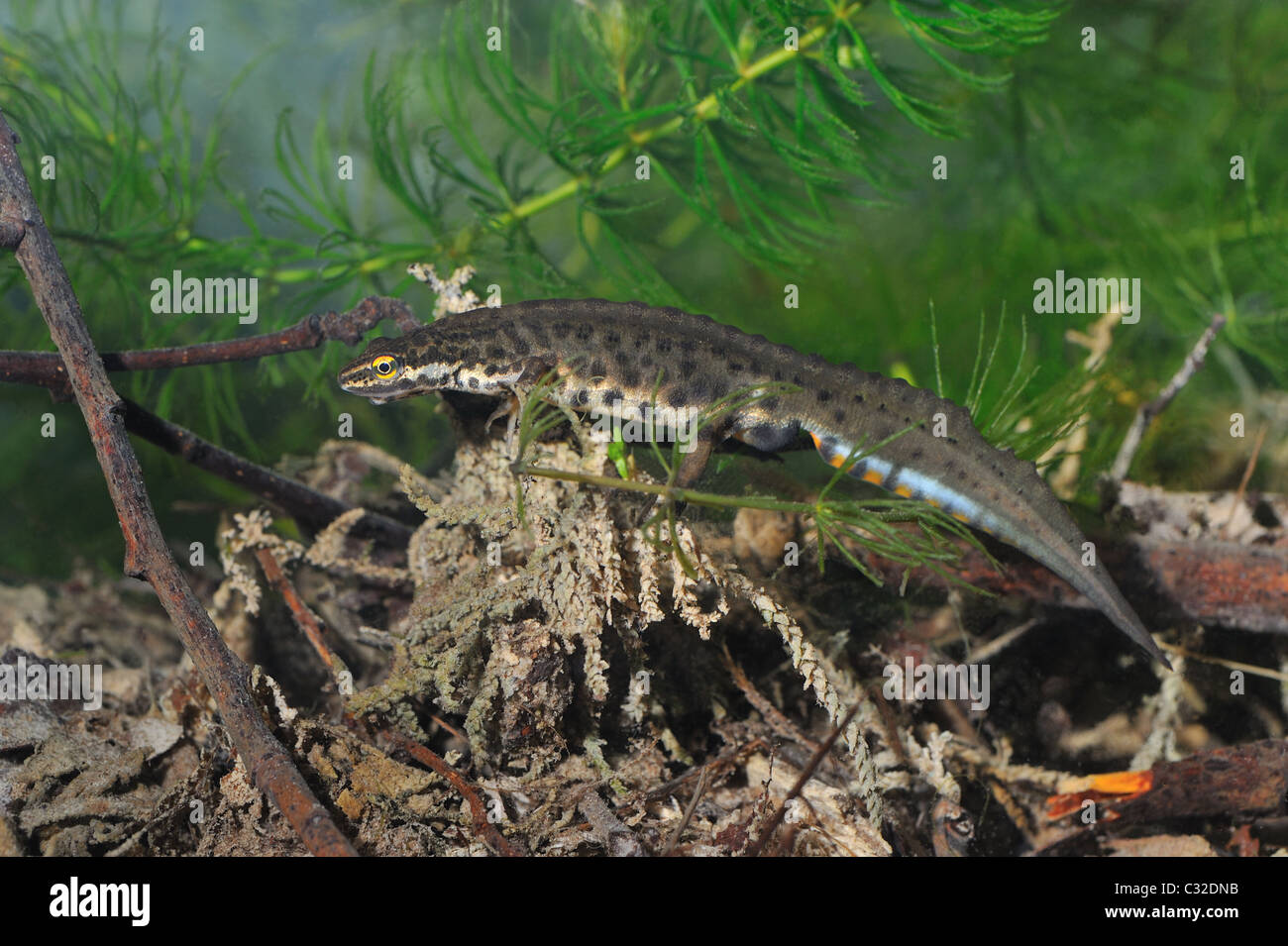 Newt liscia - Comune newt (Triturus vulgaris - Lissotriton vulgaris) maschio in cerca di cibo subacquea - molla - Belgio Foto Stock