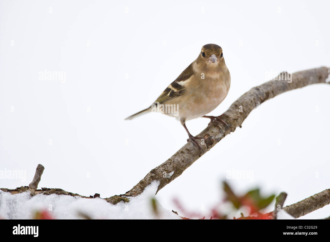 Fringuello posatoi da pendio nevoso durante l inverno in Cotswolds, REGNO UNITO Foto Stock