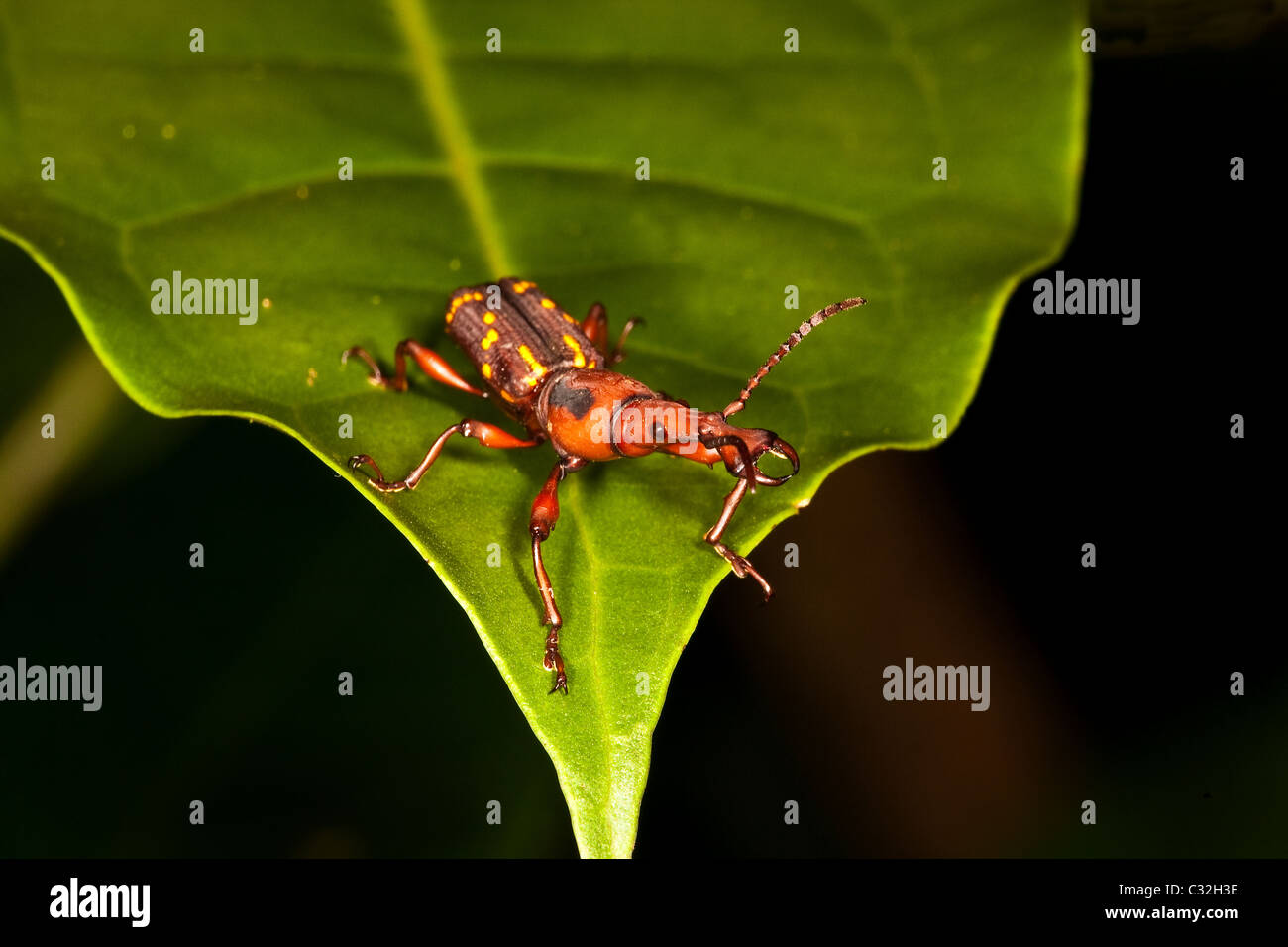 Carino insetto nella foresta pluviale a Altos de Campana national park, provincia di Panama, Repubblica di Panama. Foto Stock