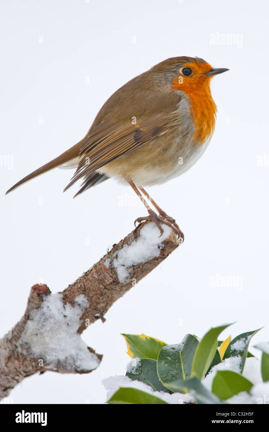 Robin gonfi contro il freddo posatoi da un pendio nevoso in Cotswolds, REGNO UNITO Foto Stock