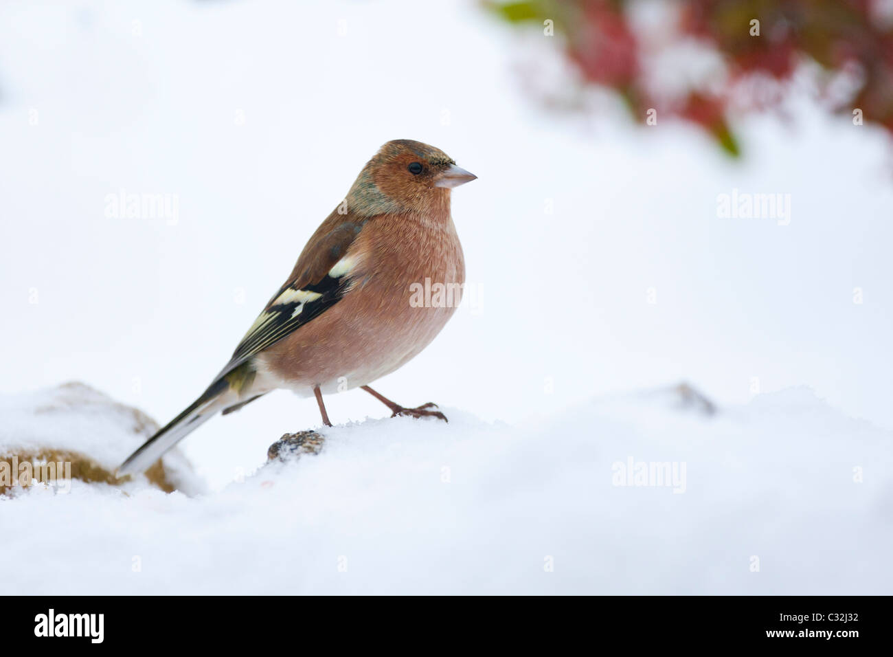 Fringuello trespoli femmina dal pendio nevoso, il Costwolds, REGNO UNITO Foto Stock