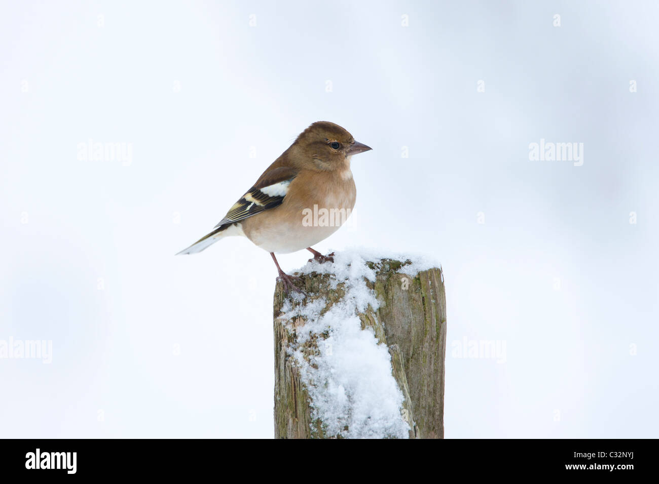 Fringuello posatoi sul post contro il pendio nevoso, Oxfordshire Foto Stock