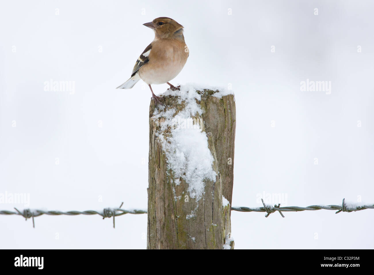 Fringuello posatoi sul post contro il pendio nevoso, Oxfordshire Foto Stock