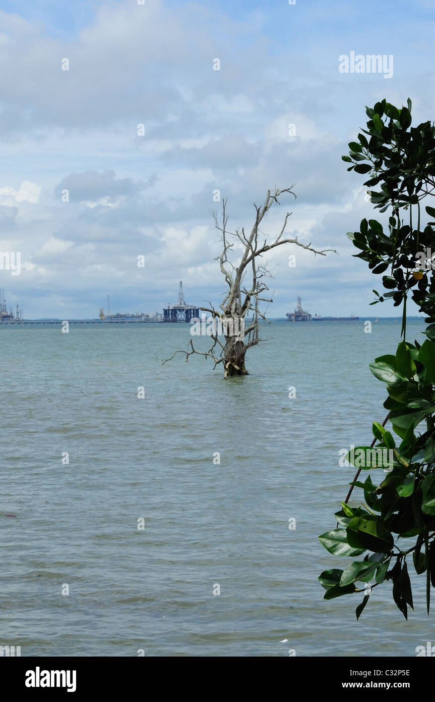 Incrostazione industriale, anelli petroliferi al largo della costa della foresta di mangrovie, Singapore Foto Stock