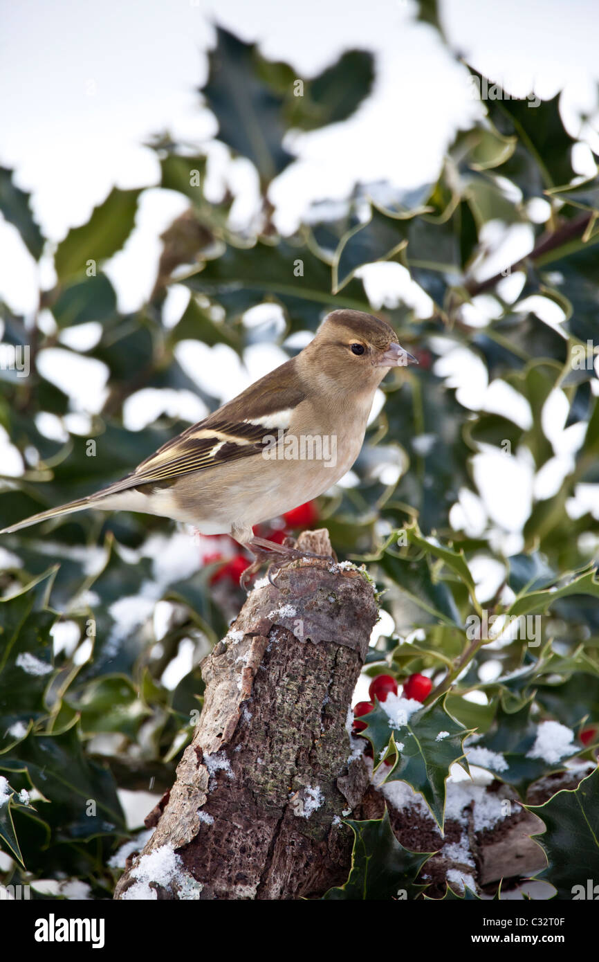 Fringuello posatoi in holly bush durante l inverno in Cotswolds, REGNO UNITO Foto Stock