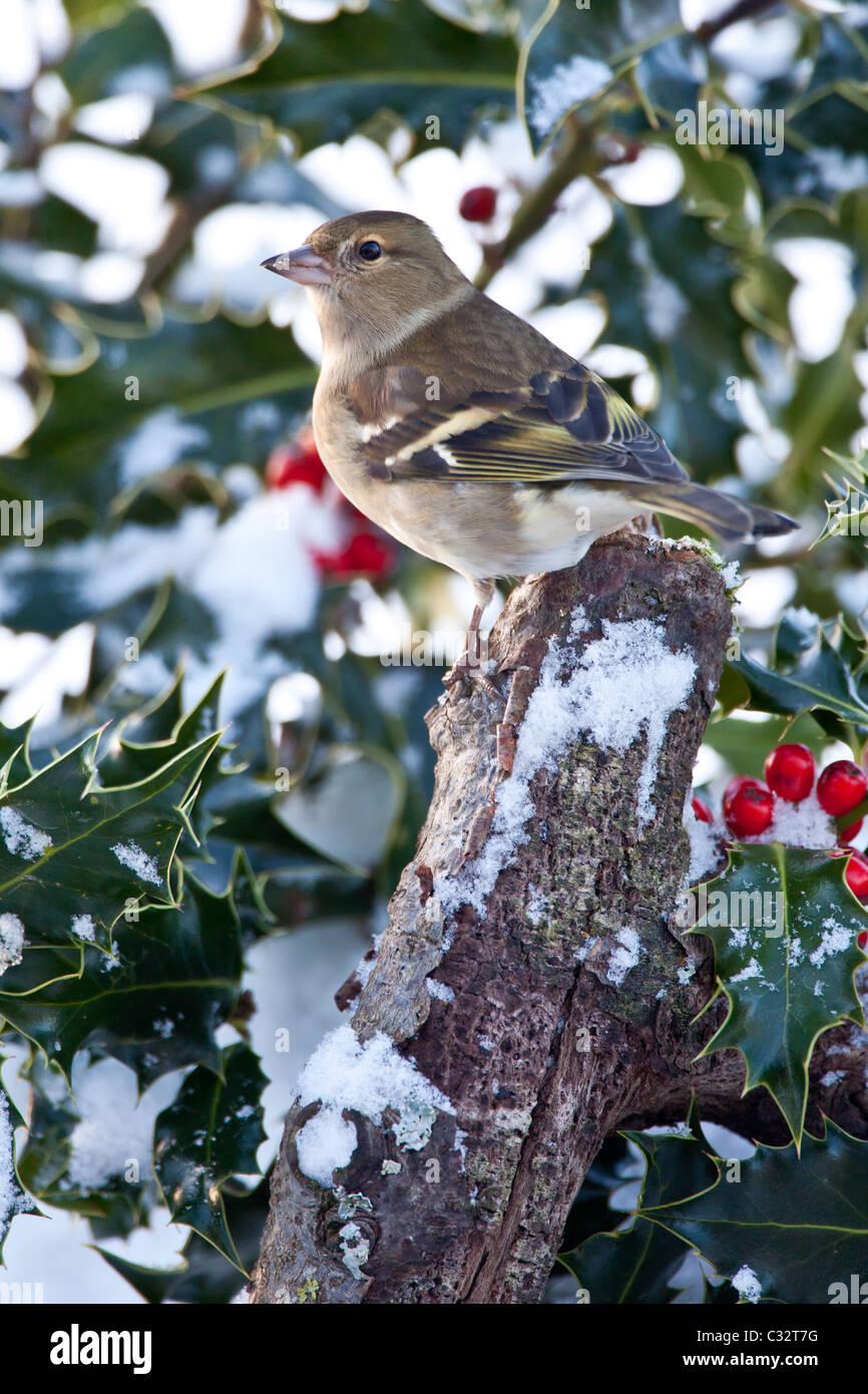 Fringuello posatoi in holly bush durante l inverno in Cotswolds, REGNO UNITO Foto Stock