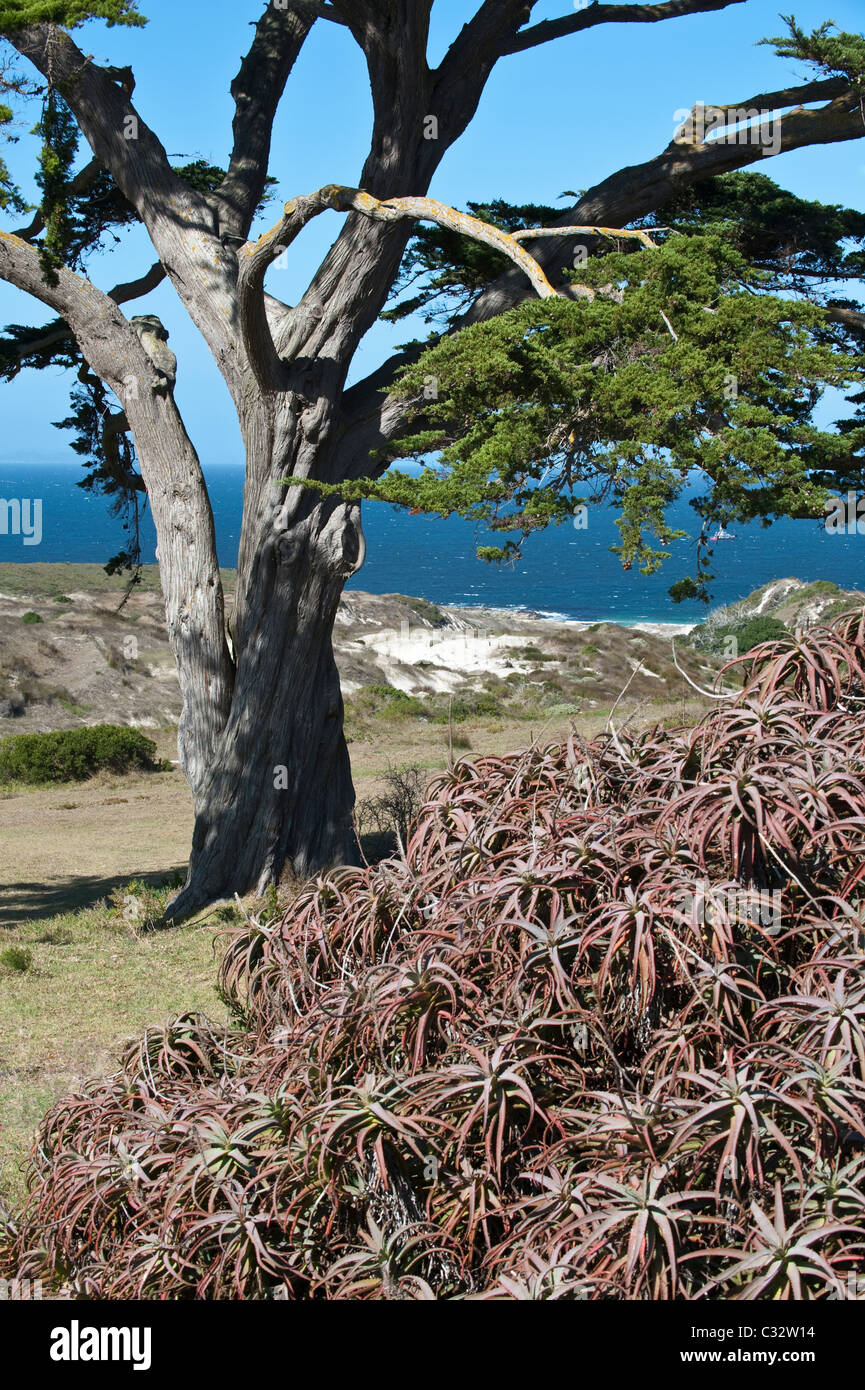 Monterey Cipro (Cupressus macrocarpa) piantata nel 1940 per commemorare il Sud Africa soldati che morirono nella Seconda Guerra Mondiale 2 Foto Stock