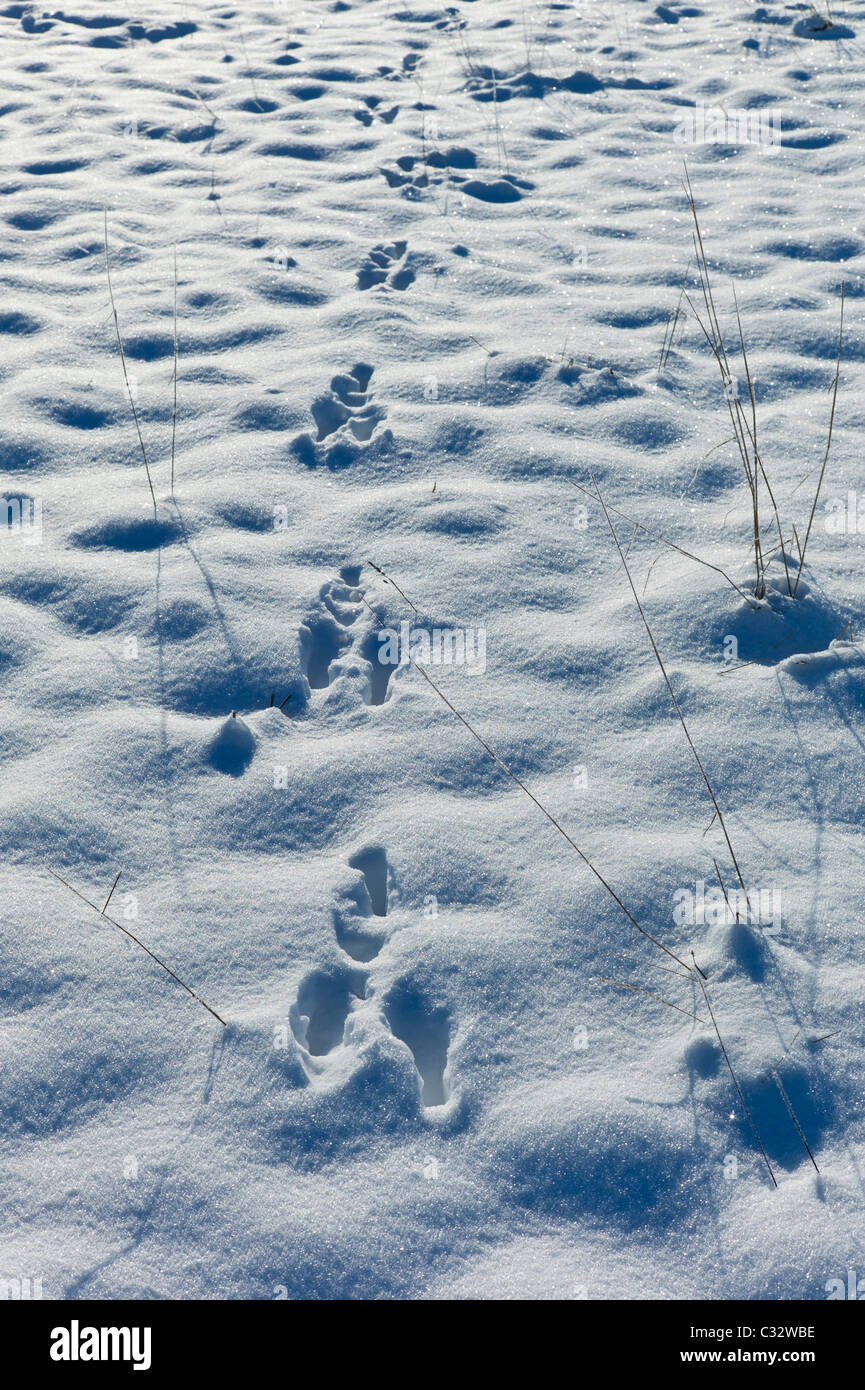 Coniglio Orme nella neve invernale scena in Cotswolds, REGNO UNITO Foto Stock