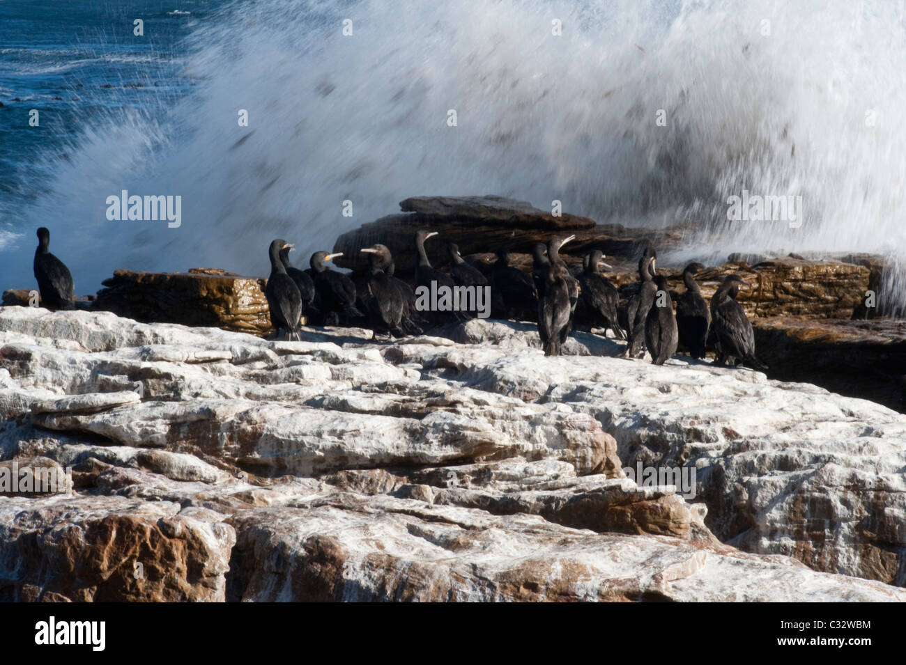 Cape cormorano (Phalacrocorax capensis) adulti, gruppo sulla roccia costiere, con sea spray, False Bay, Cape Peninsula, Sud Africa Foto Stock