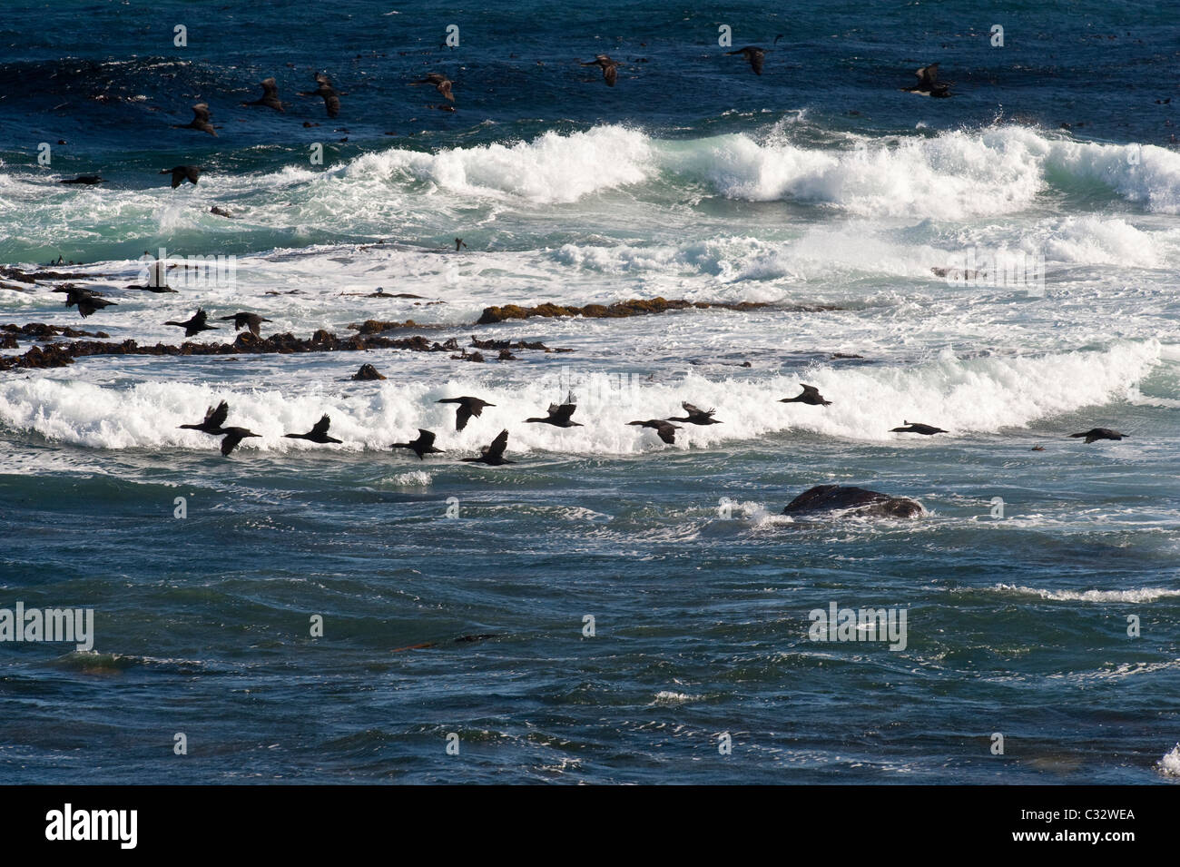 Cape cormorano (Phalacrocorax capensis) gruppo battenti di posatoio in serata, False Bay, Cape Peninsula, Sud Africa Foto Stock