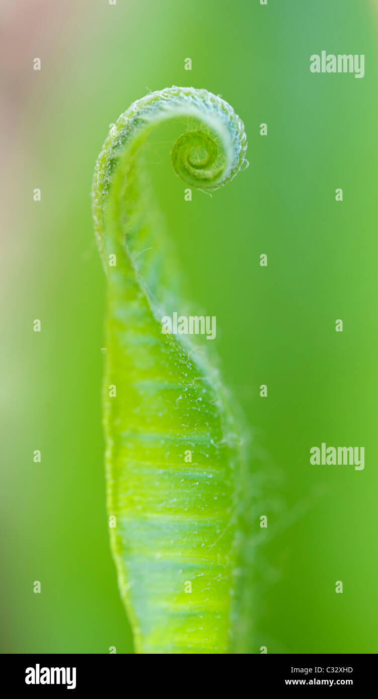 Asplenium scolopendrium. Harts linguetta fern frond la distensione della molla. Regno Unito Foto Stock