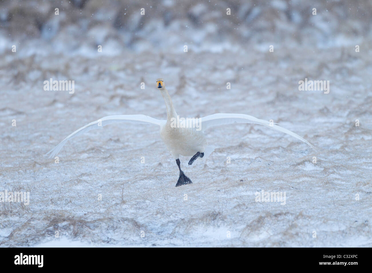 Whooper swan sbarco nella neve in Islanda Foto Stock