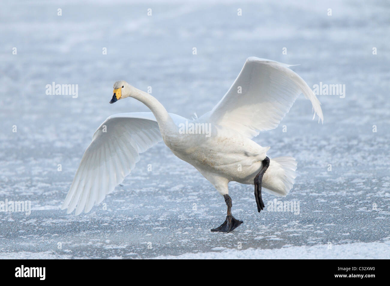 Whooper swan atterraggio sul laghetto congelato in Islanda Foto Stock