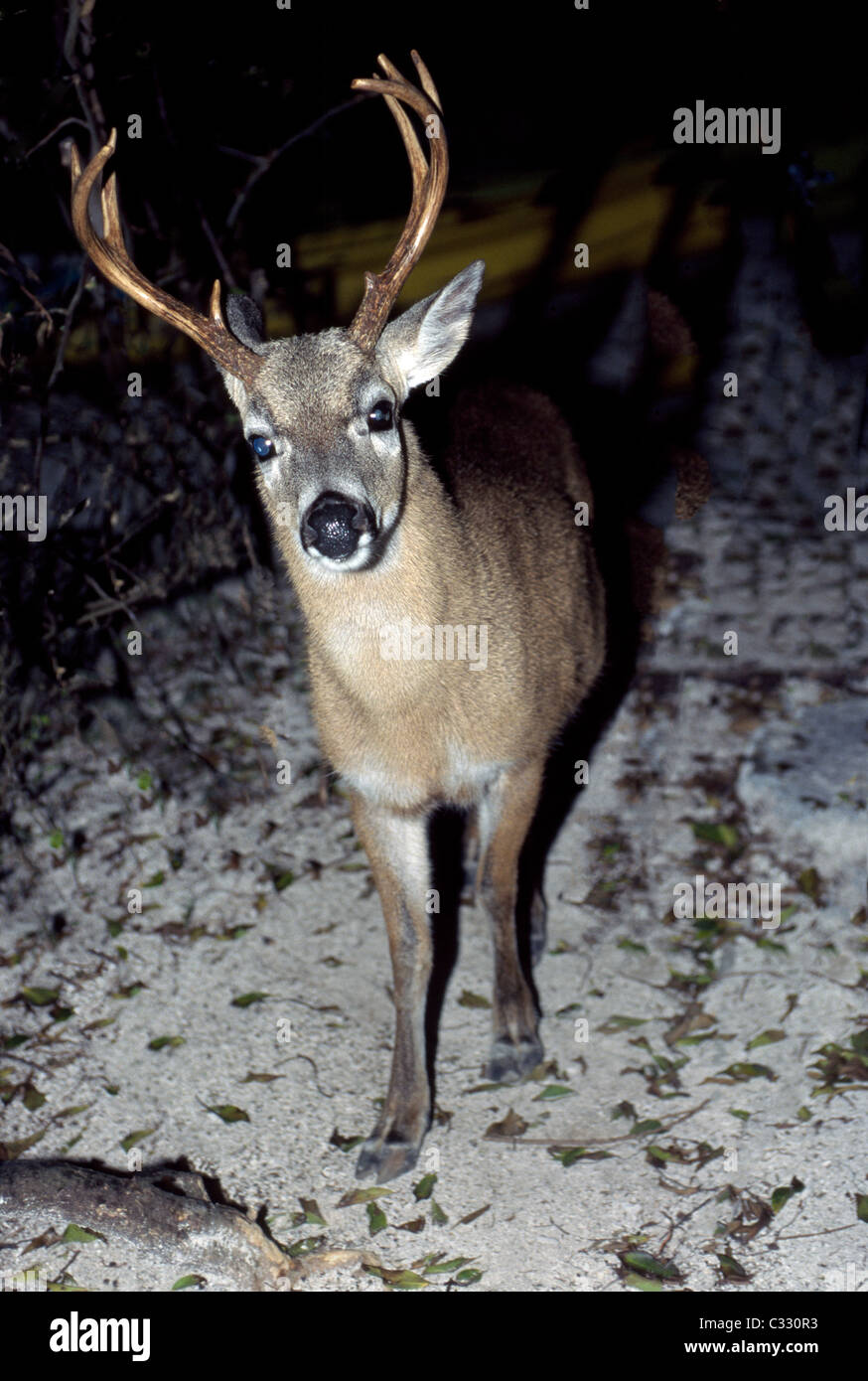 Una chiave maschio cervi, una sottospecie minacciate di white-tailed deer, foraggi di notte su Little Palm Island in Florida Keys, STATI UNITI D'AMERICA. Foto Stock