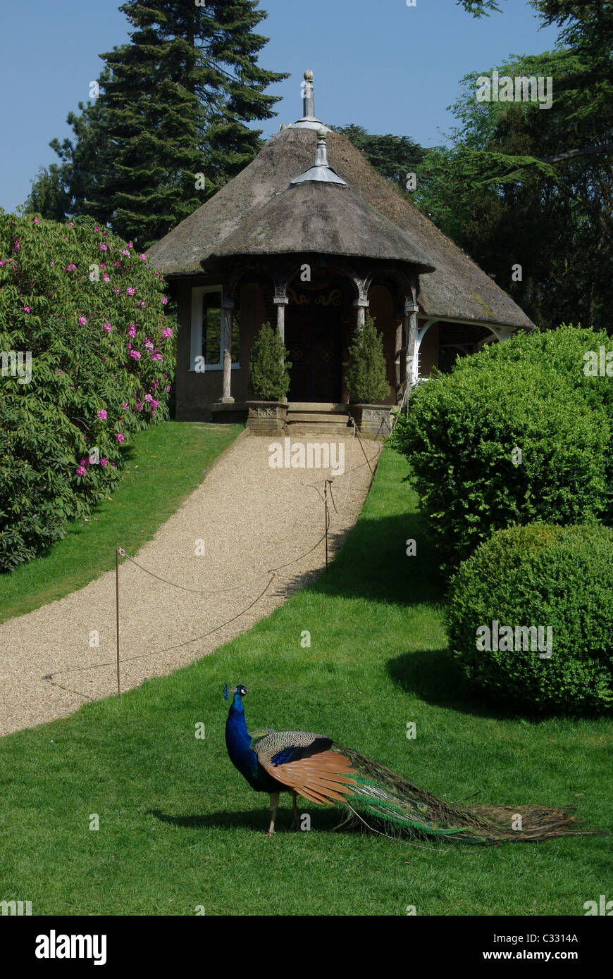 Un Pavone nella parte anteriore del Swiss Cottage, giardini svizzeri, Old Warden, Bedfordshire, Regno Unito Foto Stock
