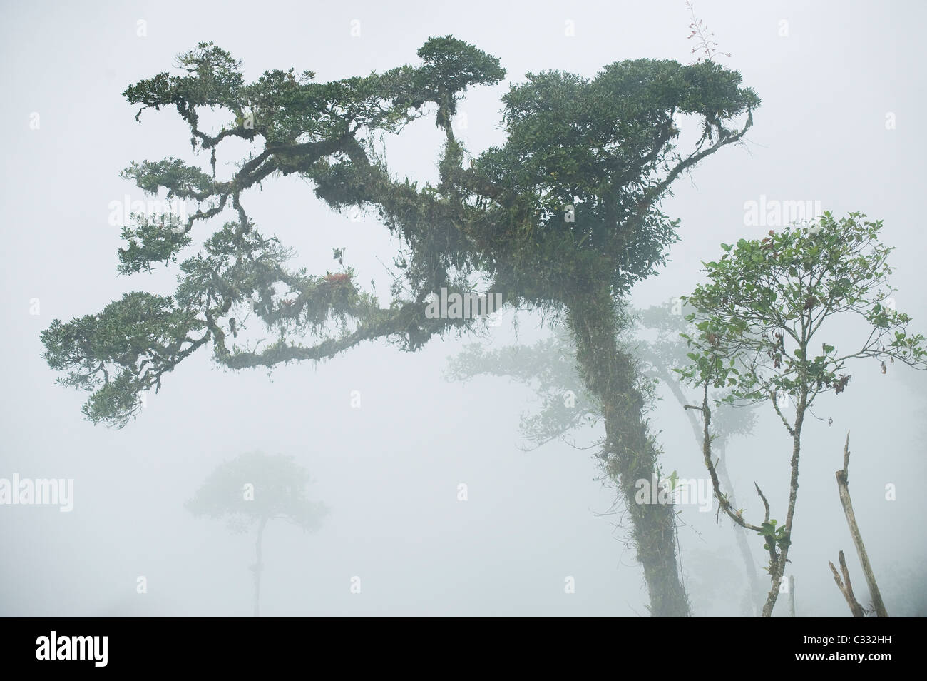 La nebbia nella foresta pluviale Montane, Yungas, Ande orientali, Perù : home al giallo peruviano-tailed lanosi scimmia (Oreonax flavicauda) Foto Stock