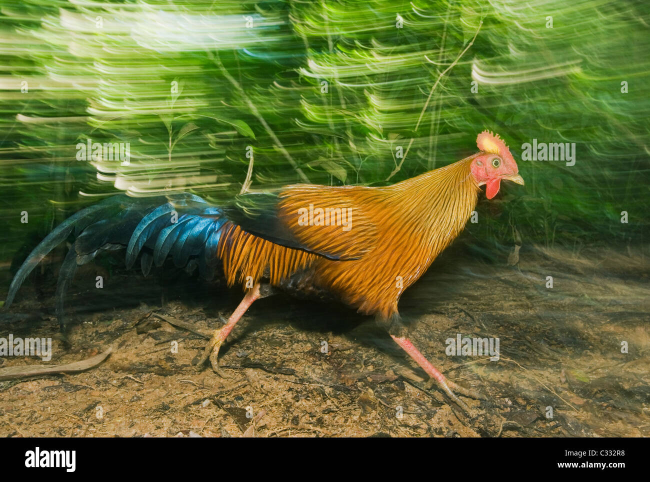 Sri Lanka Junglefowl (Gallus lafayettii) Selvatica, Sinharaja Riserva, Sri Lanka endemica Foto Stock