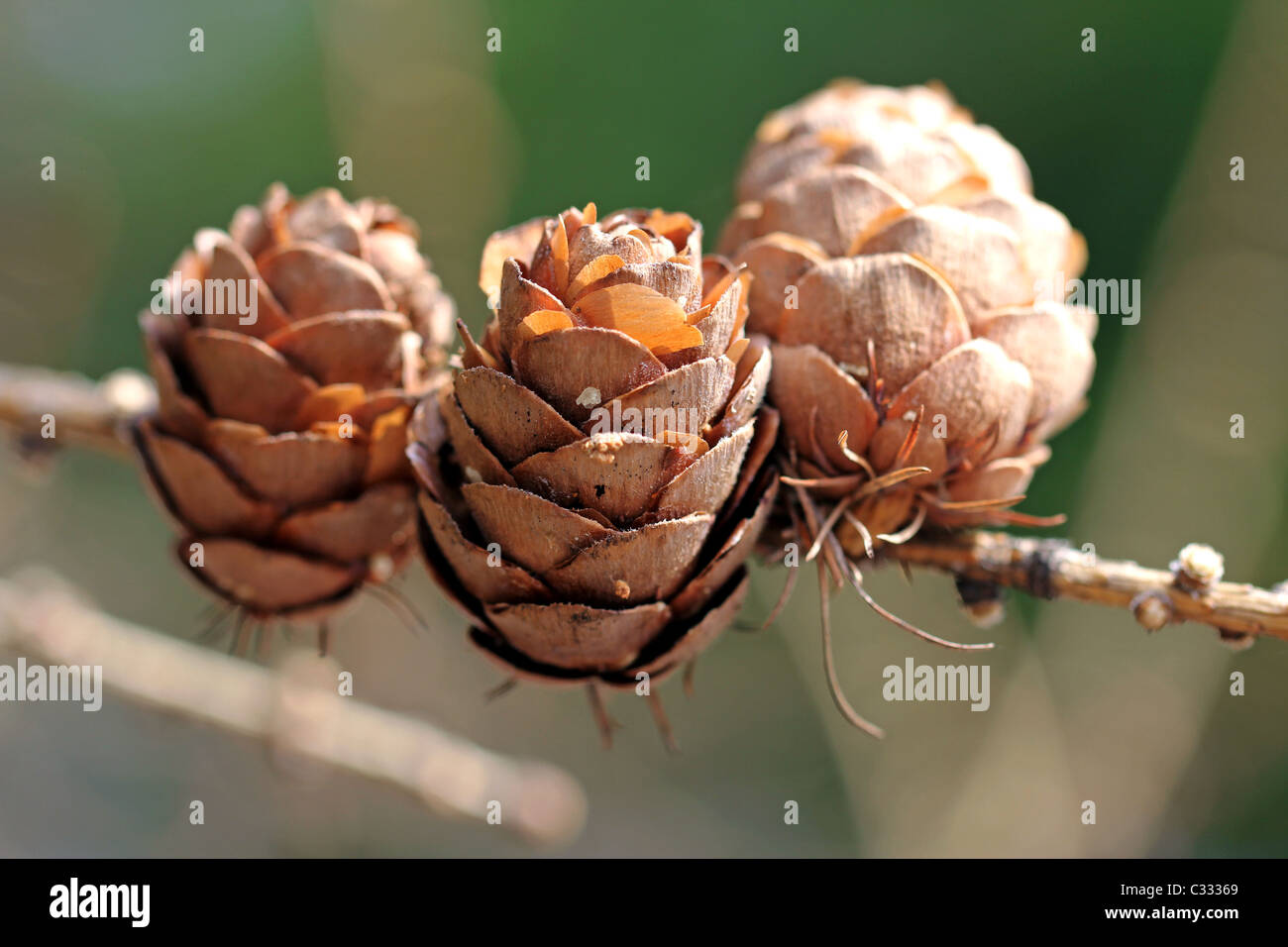 Tre coni del Siberiano Larice (Larix sibirica) Foto Stock