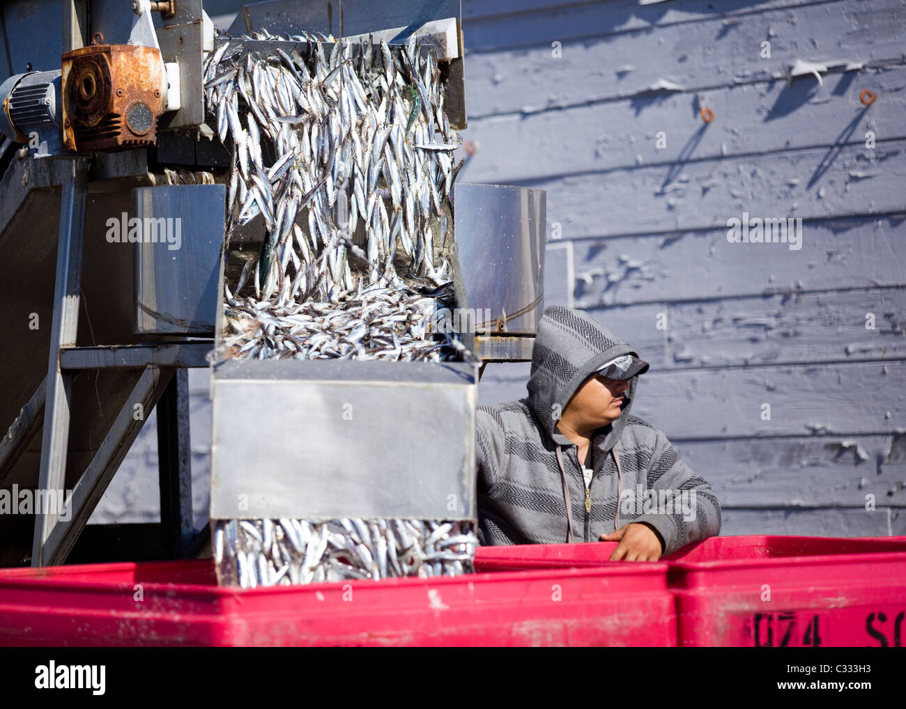 Pianale di scarico mano North American aringa del Pacifico di cattura - Monterey, California USA Foto Stock