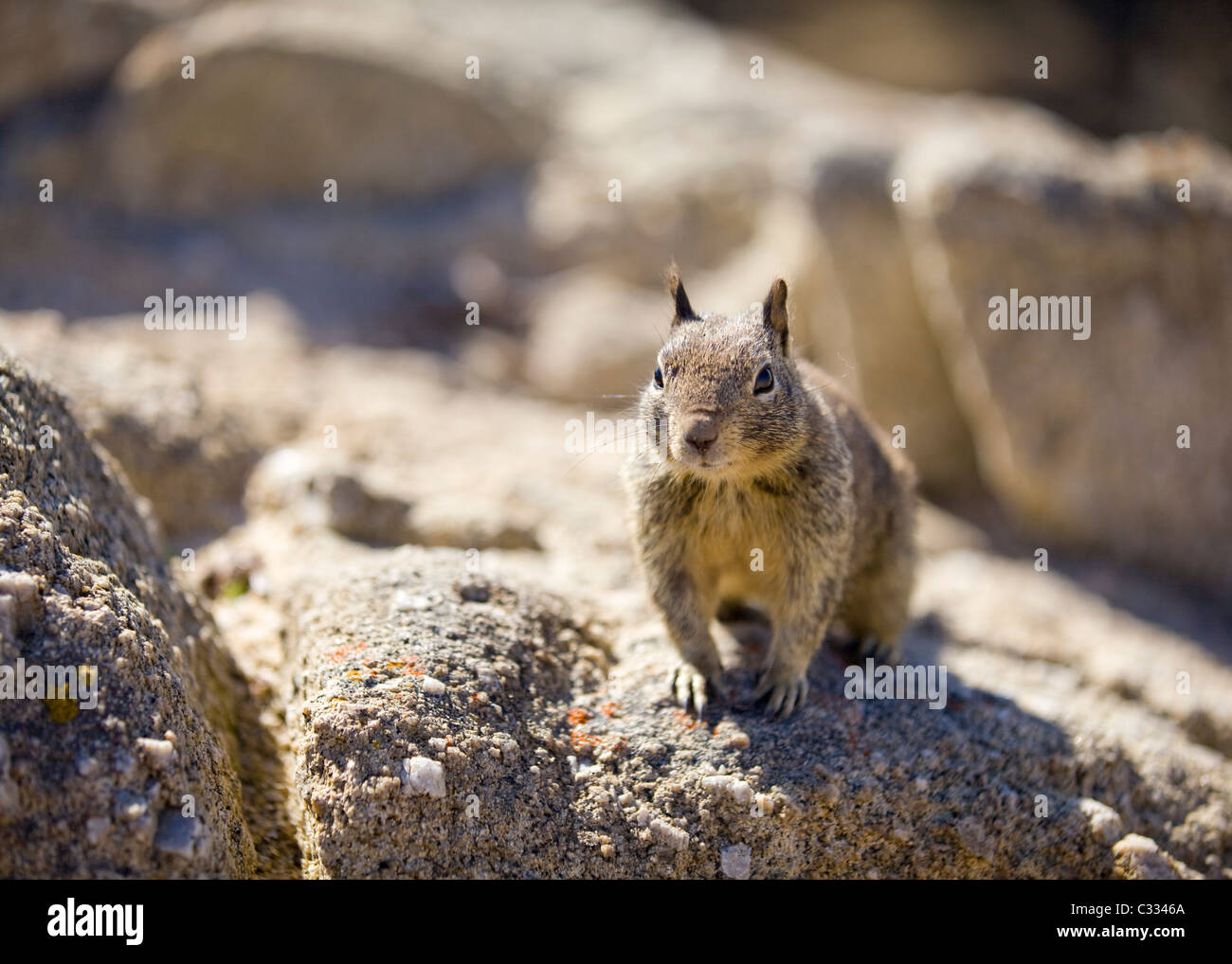 La massa della California scoiattolo (Otospermophilus beecheyi) seduto sul rock Foto Stock