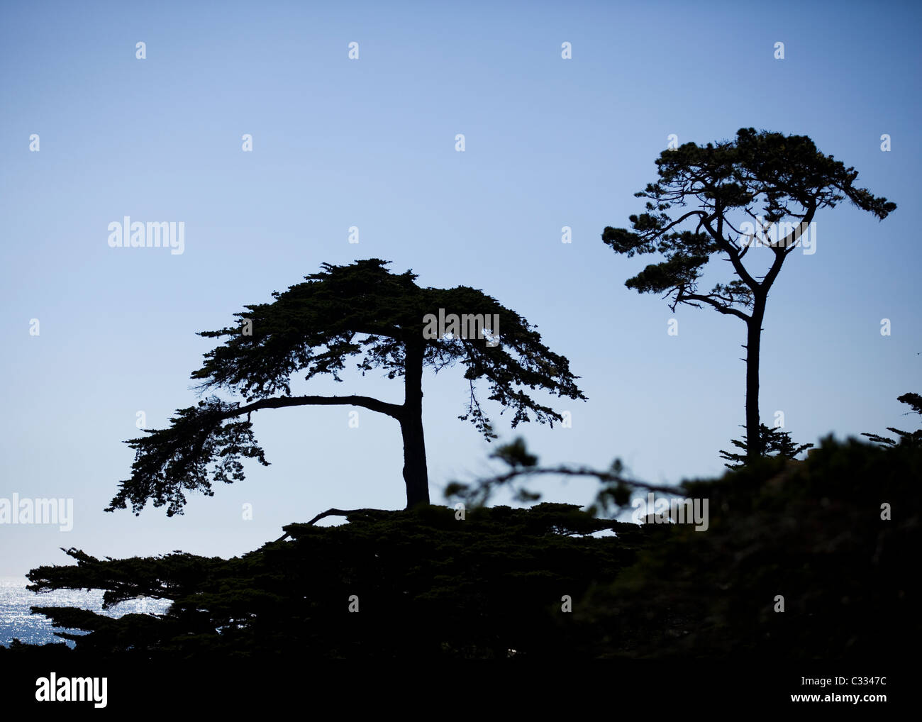 Silhouette di Monterey dagli alberi di cipresso (Cupressus macrocarpa) lungo la Central costa della California Foto Stock