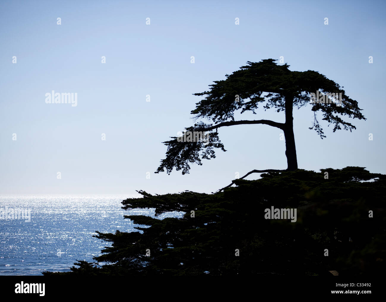 Silhouette di Monterey cipresso (Cupressus macrocarpa) lungo la Central costa della California Foto Stock