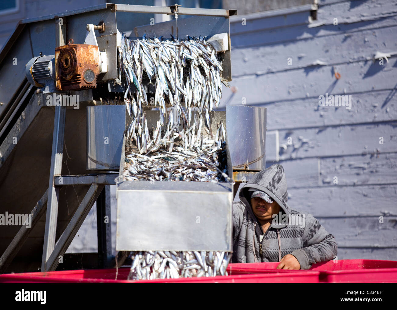 Pianale di scarico mano North American aringa del Pacifico di cattura - Monterey, California USA Foto Stock