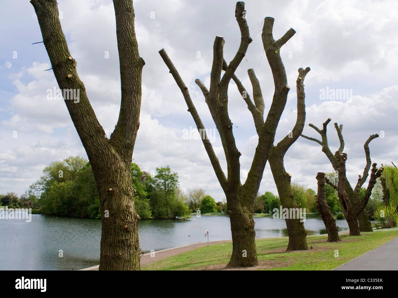 Pollarded alberi in Derby park Foto Stock