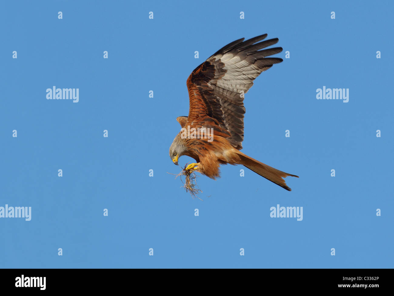 Red Kite in volo con preda  Milvus Milvus Foto Stock