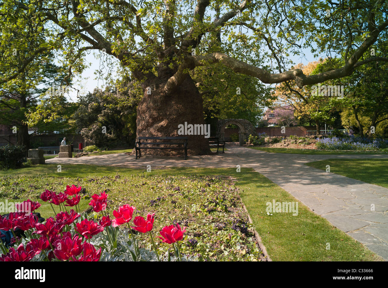 Vecchio albero con vasto tronco, Westgate giardini, Canterbury, Kent, Regno Unito Foto Stock