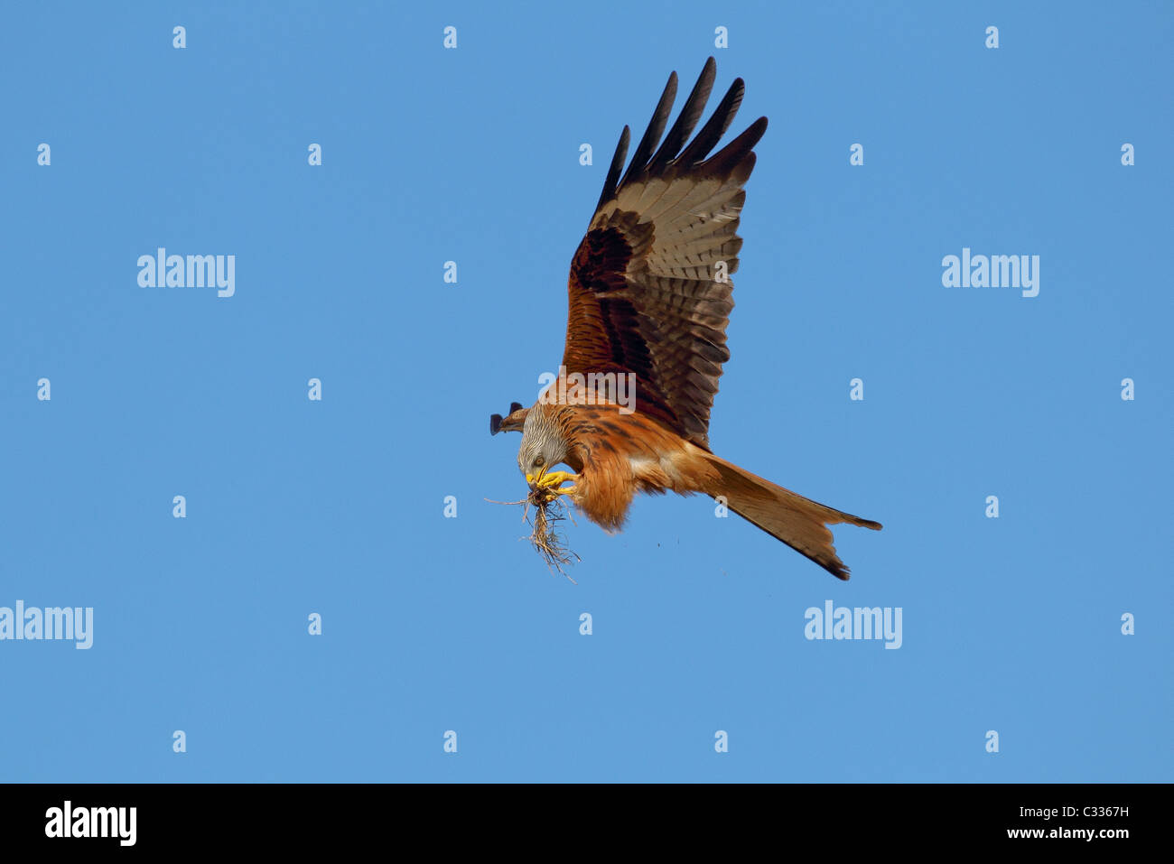 Red Kite in volo con preda  Milvus Milvus Foto Stock