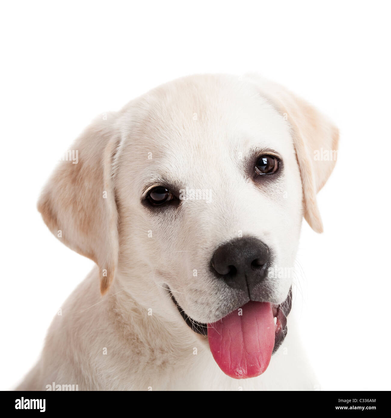 Bel ritratto di un Labrador retriever cucciolo con la lingua di fuori, isolato su bianco Foto Stock