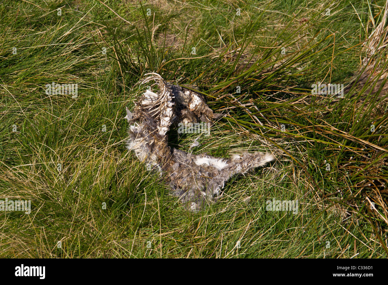 La nuda rimane di coniglio o di lepre a Ilkley Moor Foto Stock La nuda rimane di coniglio o di lepre a Ilkley Moor Foto Stock