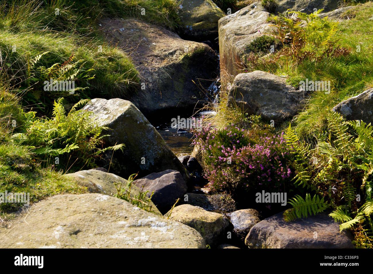 Acceso dalla parte superiore del Rombalds Moor questo flusso allegramente si snoda attraverso heather rocce coperte al Wharfe. Foto Stock Acceso dalla parte superiore del Rombalds Moor questo flusso allegramente si snoda attraverso heather rocce coperte al Wharfe. Foto Stock