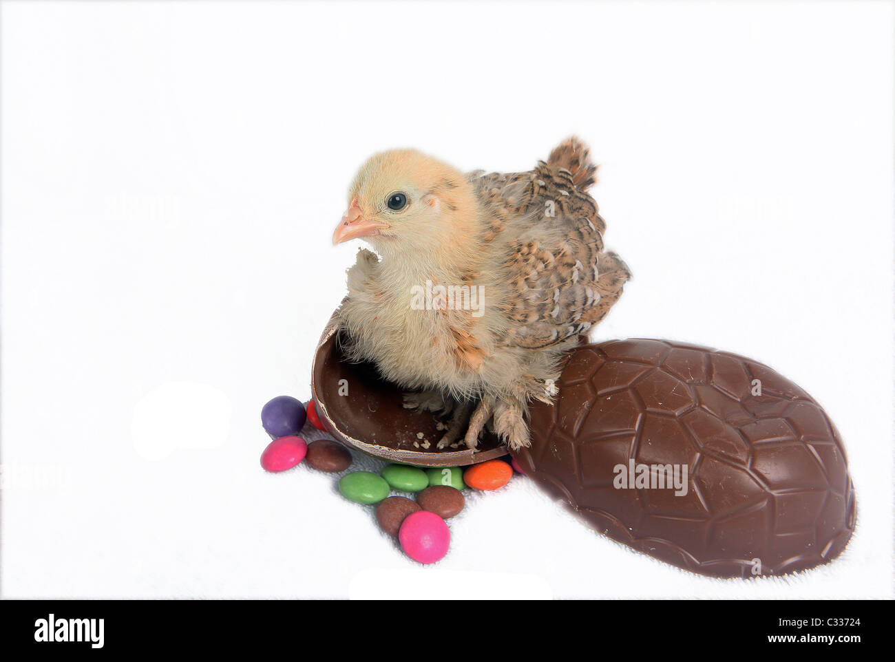 Giallo pulcino di Pasqua in uovo di Pasqua Foto Stock