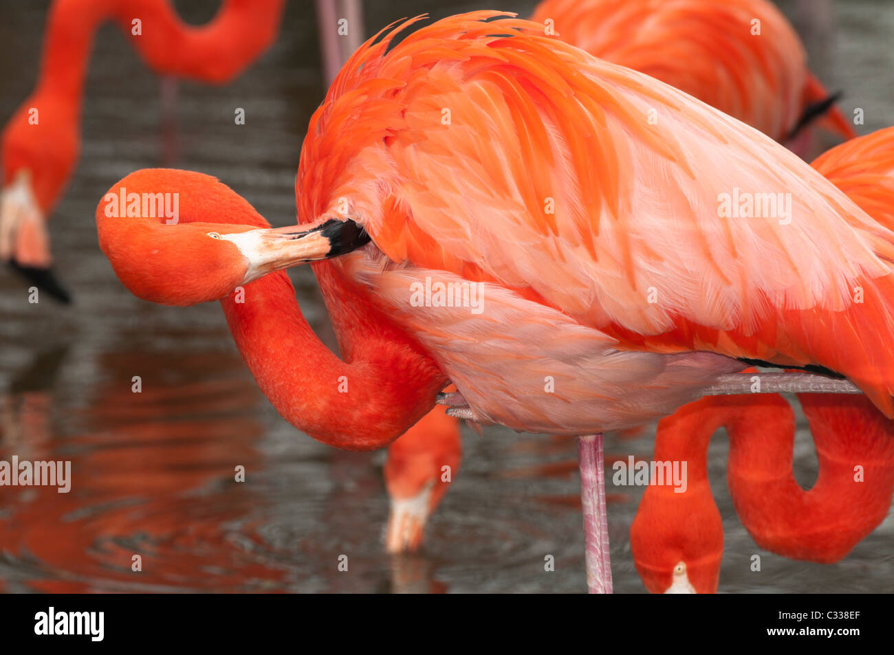 American flamingo (Phoenicopterus ruber) preening le sue piume Foto Stock