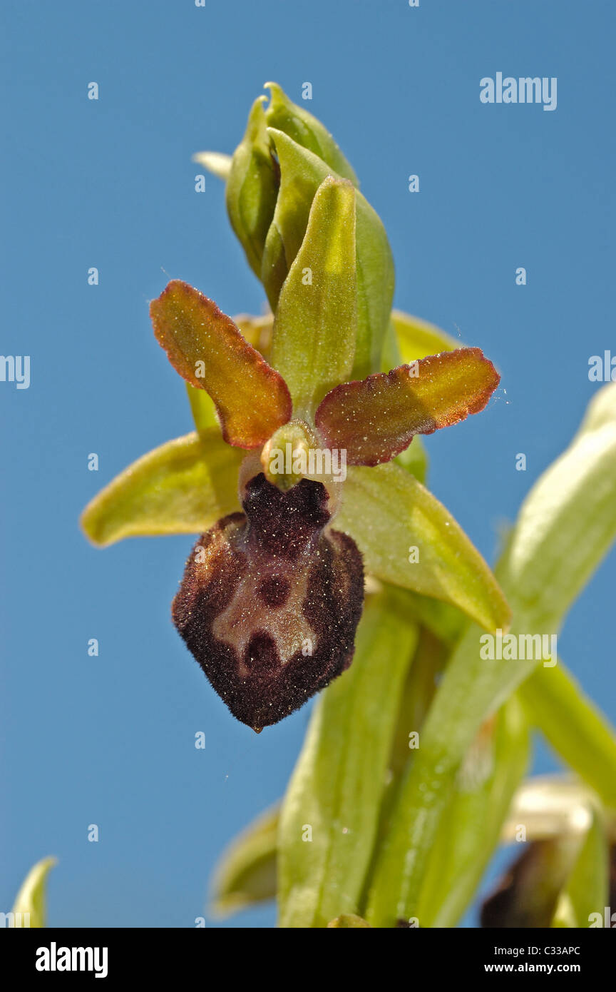 Inizio Spider Orchid (Ophrys sphegodes) Foto Stock