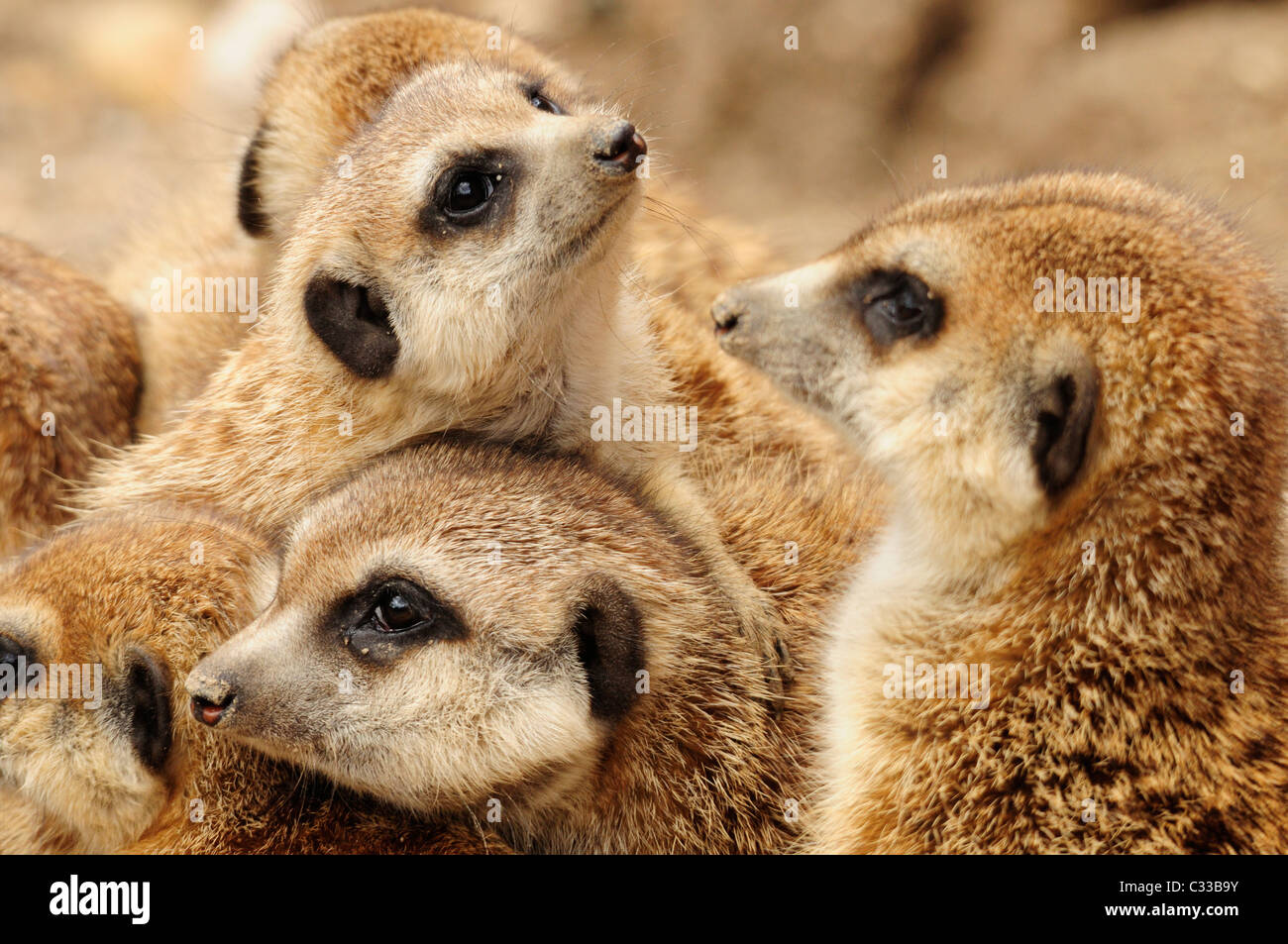 Gruppo di Meerkats (Suricata suricatta). Captive. Foto Stock