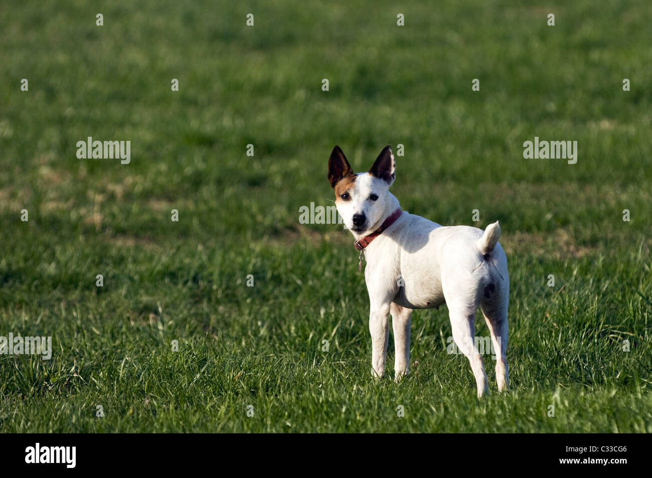 Alert presa femmina Jack Russell Terrier in piedi su un prato Foto Stock