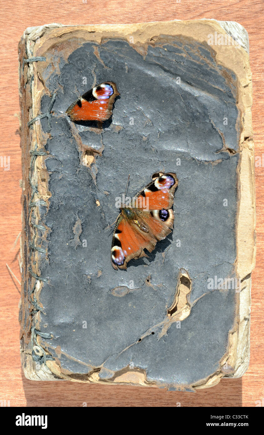 Vecchio libro grunge coperchio unico con farfalla Foto Stock