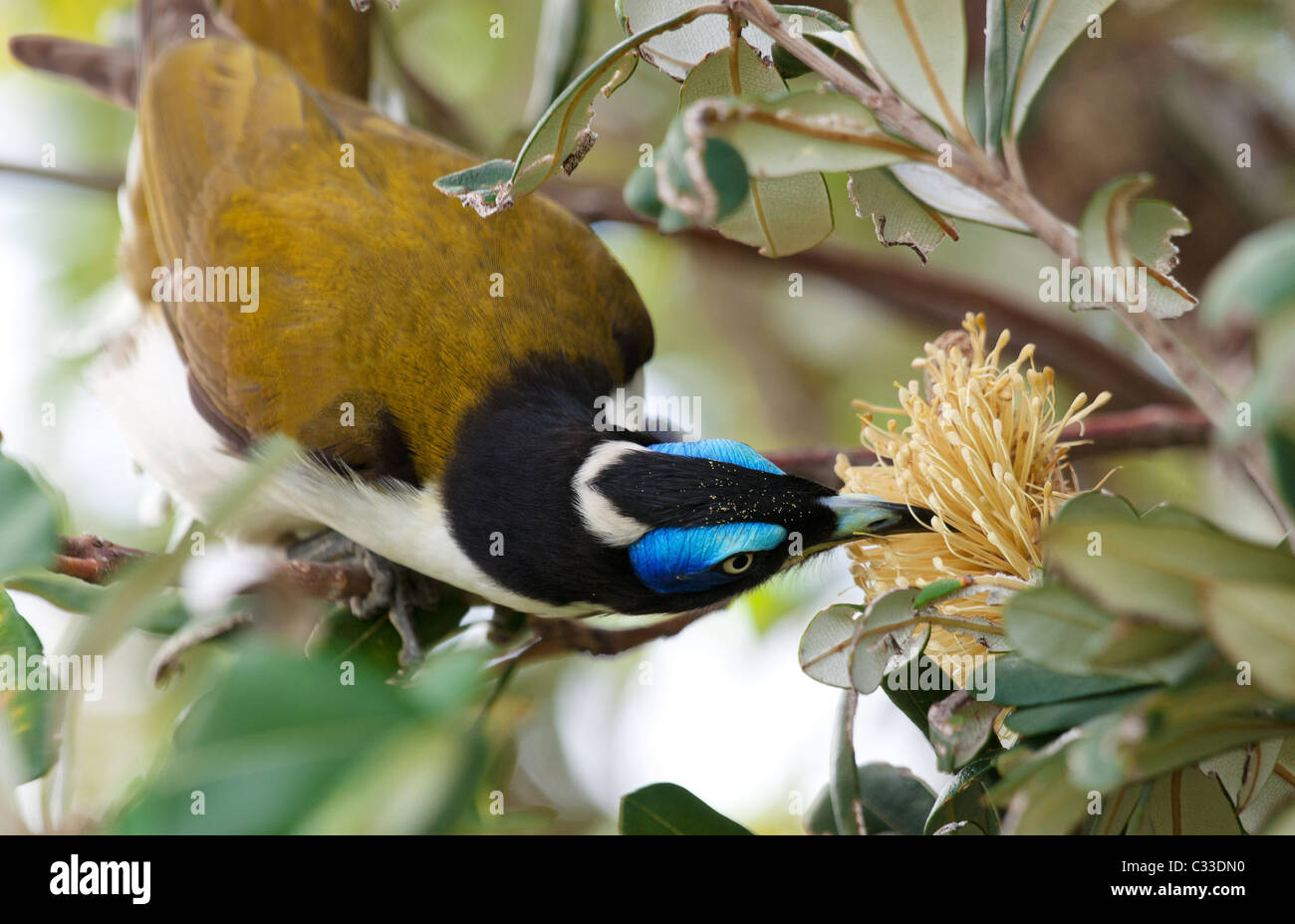 Un blu di fronte Honeyeater (Entomyzon cyanotis) o bastoni Bananabird la sua testa intorno per arrivare a una banksia fiore Foto Stock