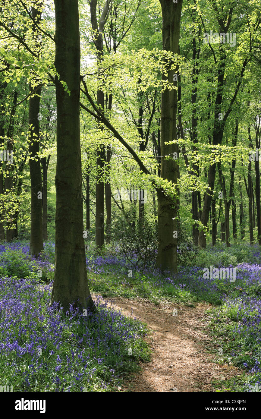 Percorso attraverso le campane fiorite in primavera in West Woods Bluebell wood, Marlborough, Wiltshire, Inghilterra, Regno Unito Foto Stock